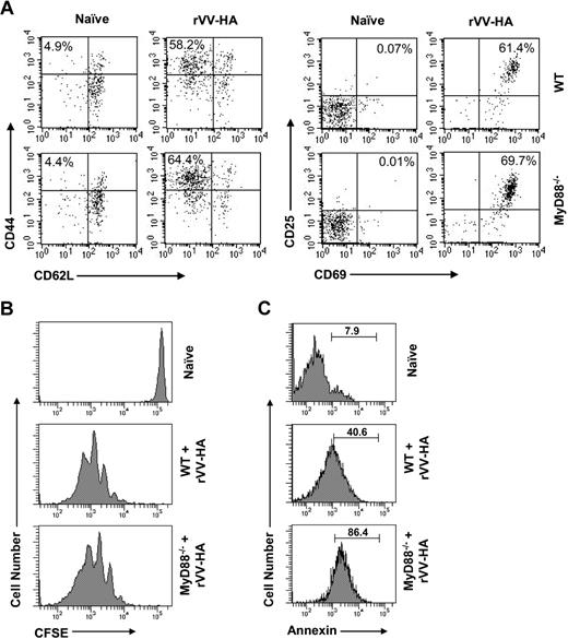 Figure 3. MyD88 signaling in CD8 T cells is critical for their survival after activation and proliferation in vivo. (A,B) A total of 106 WT or MyD88−/− clone 4 CD8 T cells (Thy1.1+) were transferred into B10.D2 mice, which were infected with 5 × 106 pfu rVV-HA intraperitoneally or left uninfected (naive). (A) At 24 hours after infection, splenocytes were analyzed for T-cell activation phenotypically by staining with anti-CD44 and anti-CD62L (left panels) or anti-CD25 and anti-CD69 antibodies (right panels). FACS plots are gated on CD8+Thy1.1+ clonotypic cells, and percentages shown are of those cells possessing an activated phenotype of CD44highCD62Llow or CD25highCD69high. (B) Three days after infection, proliferation of the clonotypic cells was analyzed by the CFSE dilution assay. Events were gated on CD8+Thy1.1+ cells. (C) A total of 104 WT or MyD88−/− clone 4 CD8 T cells were transferred into B10.D2 mice that were either left uninfected (naive) or infected with 5 × 105 pfu rVV-HA (rVV-HA). Seven days after infection, splenocytes were harvested and the extent of clonotypic cells undergoing apoptosis was analyzed by annexin V staining. Events were gated on CD8+Thy1.1+ cells, and percentages shown are of those cells that are annexin V+. Representative data of 3 independent experiments with 3 mice per group for each experiment are shown.