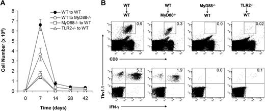 Figure 4. A critical role for direct TLR2-MyD88 signaling in the formation of memory CD8 T cells. A total of 104 naive WT, MyD88−/−, or TLR2−/− clone 4 CD8 T cells (Thy1.1+) were transferred into WT (WT→WT, MyD88−/− →WT, or TLR2−/−→WT) or MyD88−/− (WT→MyD88−/−) recipient mice (Thy1.2+) that were infected with 5 × 105 pfu rVV-HA intraperitoneally. (A) Splenocytes were harvested at days 0, 7, 14, 28, or 42 after infection to determine the absolute number of the CD8+Thy1.1+ population per spleen, shown with SDs indicated (n = 4 per group). (B) At 42 days after infection, splenocytes were stained with anti-CD8 and anti-Thy1.1. The percentages of clonotypic T cells among total lymphocytes (top) and IFN-γ–producing clonotypic T cells among total CD8+ T cells (bottom) are indicated. Data shown are representative of 3 independent experiments.