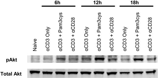 Figure 6. Addition of Pam3Cys increases activation of the PI3K-Akt pathway in polyclonal CD8 T cells. Polyclonal CD8 T cells were stimulated in vitro with plate-bound anti-CD3 antibody alone (αCD3 only), coupled with either Pam3Cys (αCD3 + Pam3Cys) or plate-bound anti-CD28 (αCD3 + αCD28), or left unstimulated (naive) as a control. After 6, 12, and 18 hours of stimulation, CD8 T cells were removed from culture and total cell lysates were collected for Western blot analysis of phosphorylated (pAkt) as well as total Akt, which served as a loading control. Data shown are a representative blot of 5 independent experiments.