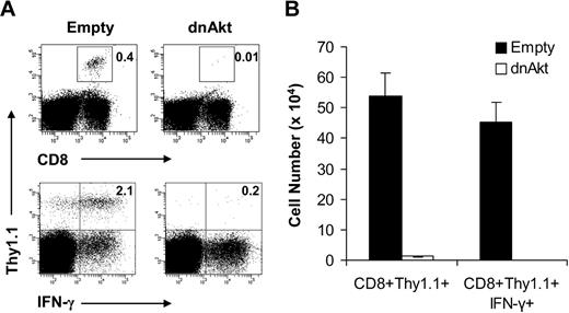 Figure 7. Activation of and signaling through Akt is required for CD8 memory cell formation in vivo. (A,B) Naive WT clone 4 CD8+ T cells were transduced with retroviral constructs encoding GFP only (empty) as a control or GFP coupled with a dominant-negative form of Akt (dnAkt). The transduced cells were sorted, and 3 × 103 GFP+CD8+ (Thy1.1+) T cells were transferred into B10.D2 recipients (Thy1.2+), which were then vaccinated with 5 × 105 pfu rVV-HA intraperitoneally. At 42 days later, mice were boosted with 2 × 109 pfu Ad-HA intraperitoneally. Seven days after infection, splenocytes were analyzed for the expansion of clonotypic T cells and their function by IFN-γ intracellular staining. (A) The percentages of clonotypic T cells among total lymphocytes (top) and IFN-γ–producing clonotypic T cells among total CD8+ T cells (bottom) are indicated. (B) The absolute cell numbers per spleen of CD8+Thy1.1+ clonotypic T cells in both empty vector and dnAkt groups with SDs are indicated (n = 4 per group). Empty versus dnAkt, P < .001. Data shown are representative of 3 independent experiments.