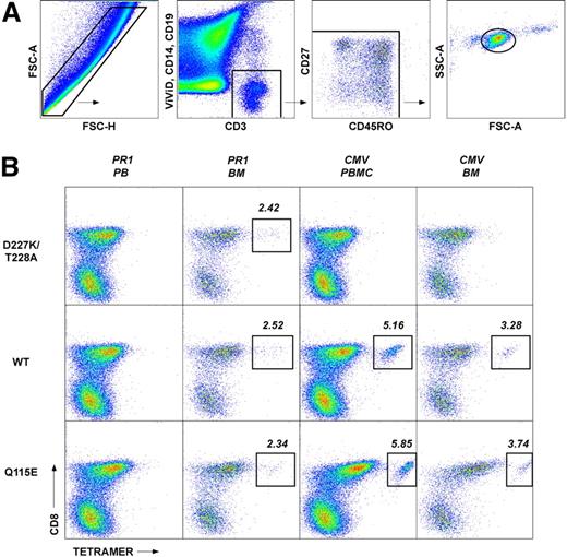Figure 1. Gating scheme and representative flow cytometric data showing the identification of CD8+ T-cell populations specific for CMV pp65495-503 and PR1 in peripheral blood and bone marrow of a patient with CML pre-HSCT. (A) The forward scatter-area (FSC-A) versus forward scatter-height (FSC-H) profile was used to exclude cell aggregates and large cells from the analysis; live T cells were discriminated from dead cells, monocytes and B cells in a CD3 versus ViViD/CD14/CD19 bivariate plot. Next, fluorochrome aggregates were gated out and small lymphocytes were identified in a FSC-A versus side scatter-area (SSC-A) plot. Antigen-specific cells were then identified in a CD8 versus pHLA A*0201 tetramer plot. Gating of antigen-specific CD8+ T cells was performed after background assessment, which differs according to the coreceptor binding properties of each pHLA A*0201 tetrameric form as described previously.11,16,43 Individual plots were examined visually by 2 independent observers; only consistent interpretations were included for further analysis. (B) Representative data showing the identification of PR1-specific (left columns) and CMV-specific (right columns) CD8+ T-cell populations in the peripheral blood (PB) and bone marrow (BM) of a patient with CML pre-HSCT (patient 13; Table 1). Cognate D227K/T228A, WT and Q115E pHLA A*0201 tetramers were used in 3 separate and parallel analyses for each antigen specificity; drawn gates identify only distinct populations of antigen-specific CD8+ T cells for clarity. In the example shown, PR1-specific CD8+ T cells preferentially localized to the bone marrow and bound cognate antigen with high avidity; in contrast, CMV-specific CD8+ T cells were evenly distributed between the bone marrow and peripheral blood compartments and, atypically, did not bind cognate antigen with high avidity. Differential staining intensities between antigen specificities likely reflect avidity ranges that lie within the capture window for each pHLA A*0201 tetrameric form.