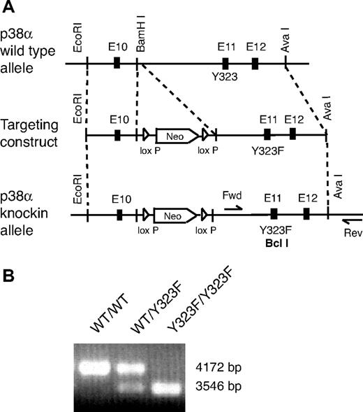 Figure 1. Generation of p38αY323F mice. (A) A 9.3-kb genomic fragment of p38α locus (top) was cloned with the use of AvaI- and EcoRI-specific restriction sites and used to create the targeting vector (middle), into which a Y323F mutation and LoxP-flanked neomycin resistance gene were inserted. Insertion of the Y323F mutation created a new BclI restriction site in the knockin allele. Positions of the forward (Fwd) and reverse (Rev) primers used in long template PCR are shown (bottom). (B) Genotyping of p38αY323F mice by long template PCR, followed by digestion with BclI restriction enzyme generated a nondigested 4172-bp wild-type (WT/WT) band and 3546-bp knockin (Y323F/Y323F) band together with a small 626-bp band (not shown).