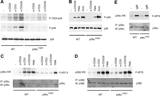 Figure 3. TCR stimulation with or without costimulation activates p38α through the alternative pathway. (A) T cells purified from spleen and lymph nodes of wild-type (WT) or p38αY323F mice were stimulated with plate-bound anti (α)-CD3 and/or α-CD28 antibodies (Abs) for 30 minutes. Whole lysates from 4 × 106 cells were immunoblotted with antibodies recognizing p38 phosphorylated on Tyr323 (P-Y323-p38), Thr180/Tyr182 (P-p38), or total p38. (B) WT and p38αY323F T cells were stimulated with α-CD3/CD28 Abs, PMA, or sorbitol, and phospho-p38 was detected in whole cell lysates. (C) p38α or (D) p38β were immunoprecipitated from WT and p38αY323F T cells stimulated with α-CD3/CD28 Abs or PMA, and in vitro kinase (IVK) assays of immune complexes with ATF-2 as a substrate were performed. (E) B cells purified from spleen of WT or p38αY323F mice were stimulated with anti-IgM antibody (10 μg/mL) for 10 minutes, p38α specifically immunoprecipitated from whole cell lysates, and kinase assays performed as in panel C.