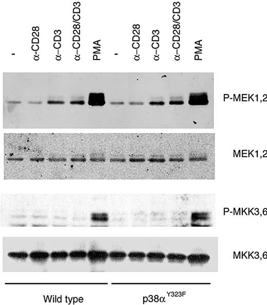 Figure 4. CD28 signaling does not stimulate p38 through the classic MAPK pathway. T cells purified from lymph nodes and spleen of wild-type or p38αY323F mice were stimulated with plate-bound α-CD3/CD28 for 5 minutes (MEK1/2 detection) or 30 minutes (MKK3/6). Phosphorylation of MEK1/2 and MKK3/6 was detected in whole cell lysates with the use of phosphospecific antibodies.