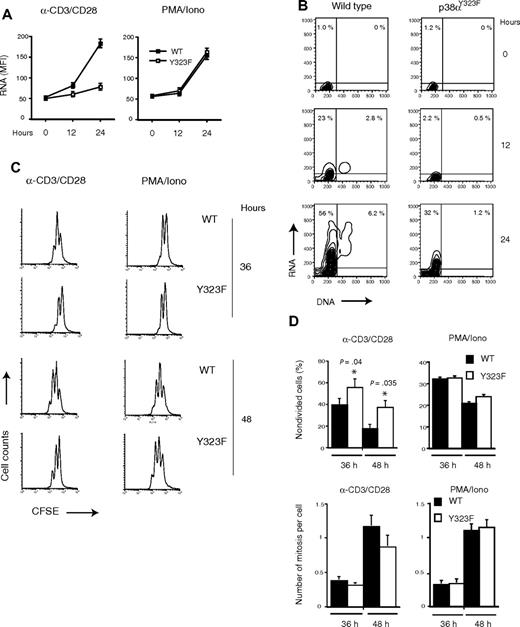 Figure 5. Onset of proliferation is delayed in p38αY323F T cells stimulated through TCR/CD28. (A) Wild-type (■; WT) and p38 αY323F (□; Y323F) T cells were stimulated with plate-bound anti-CD3/CD28 antibodies or with PMA plus ionomycin (PMA/Iono) for the indicated times, fixed, and RNA were stained with pyronin Y. Error bars represent SEM (3 replicates per condition). (B) WT and p38αY323F T cells were stimulated with plate-bound anti-CD3/CD28 antibodies for the indicated times, fixed, and DNA (Hoechst 33342) and RNA (Pyronin Y) were stained. The percentages of positive cells are indicated for each upper quadrant (results are representative of 2 independent experiments). (C) WT and p38αY323F (Y323F) T cells were purified from spleen and lymph nodes, labeled with CFSE, and stimulated with plate-bound α-CD3/CD28 antibodies or PMA/Iono for indicated times. One of 4 independent experiments is shown. (D) Summary of percentage of nondivided cells and mitotic indexes of WT and p38αY323F (Y323F) T cells from panel C, n = 4; bars indicate mean (± SEM); P value was calculated using the Student t test.