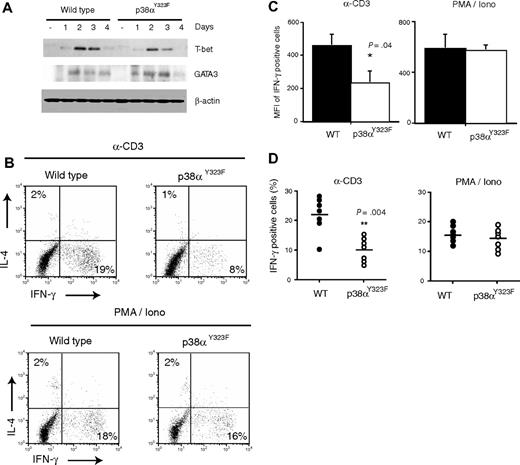 Figure 7. p38αY323F T cells polarize into Th1 cells in vivo but produce less IFN-γ upon TCR stimulation. (A) T-bet and GATA-3 expressions were analyzed in whole cell lysates of WT and p38αY323F T cells stimulated with plate-bound anti-CD3/CD28 Abs and harvested on the indicated days. (B) WT and p38αY323F mice were immunized with 20 μg of STAg and, 12 days later, splenocytes were restimulated with either anti-CD3 or PMA/Ion. IL-4 and IFN-γ in CD4+ T cells were analyzed by intracellular staining. The numbers indicate the frequency of positive cells in each quadrant. The data are representative for 1 of 2 independent experiments. (C) The expression of IFN-γ per responding cell (MFI) and (D) the percentage of CD4+ IFN-γ–positive T cells from individual immunized animals from 2 independent experiments are summarized (bars indicate the mean ± SEM; P value was calculated using the Student t test).