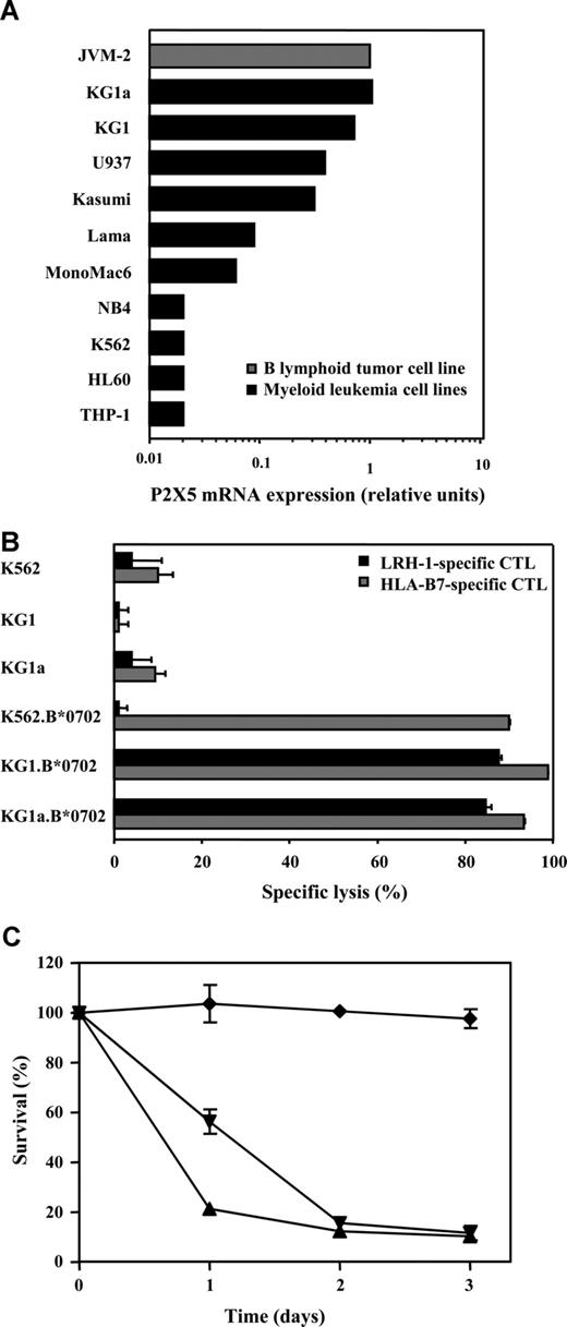 Figure 1. P2X5 expression in KG1 AML cells results in recognition and lysis by LRH-1–specific CTLs. (A) P2X5 mRNA expression was determined by real-time quantitative RT-PCR in a panel of AML cell lines. (B) Specific cytotoxicity of LRH-1–specific CTL RP1 against AML cell lines KG1, KG1a, and K562 with and without transduction of HLA-B*0702. Specific lysis was determined after 2 days of coculture in a flow cytometry–based cytotoxicity assay at an E/T ratio of 0.5:1. (C) Survival up to 3 days of HLA-B*0702–transduced AML cell lines KG1 (▴), KG1a (▾), and K562 (♦) cocultured with LRH-1–specific CTL RP1 at an E/T ratio of 0.5:1. Data are displayed as mean plus or minus SD of triplicate wells.