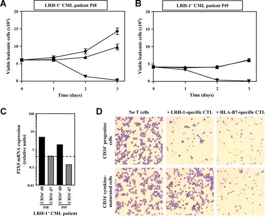 Figure 4. Cytokine-maturated LRH-1+ CD34− CML cells are not lysed by LRH-1–specific CTLs. (A,B) Purified CD34+ CML cells were cultured for 1 week with growth factors before incubation with LRH-1–specific CTL RP1 (▴), HLA-B7-specific CTL KOR18 (▾; ie, positive control), or medium (♦) only. Survival of CFSE-labeled cytokine-maturated LRH-1+ CD34− CML cells from 2 LRH-1+ CML patients was determined in the absence or presence of CTLs at an E/T ratio of 0.5:1. Data are depicted as mean plus or minus SD of triplicate wells. (C) P2X5 mRNA expression was determined by real-time quantitative RT-PCR in sorted CD34+ CML cells (d0; ■) from 2 LRH-1+ CML patients and in the cytokine-matured CD34− progeny of these cells (d7; ). Cytokine-maturation of CD34+ CML cells results in a down-regulation of P2X5 expression, confirming the marginal susceptibility for LRH-1 CTL-mediated lysis. The arbitrary threshold of 0.4 is indicated with a dashed horizontal line. (D) Cytospins of CD34+ progenitor cells (top panel) and cytokine-maturated CD34− cells (bottom panel) from LRH-1+ CML Pt8. Target cells were cocultured with CTLs at an E/T ratio of 0.5:1 for 2 days, after which the cells were analyzed. Morphologically, the CD34+ progenitor cells consisted of myeloblasts, whereas the cytokine-matured CD34− progeny of these cells consisted of promyelocytes, myelocytes, and granulocytes. The progenitor cells were clearly lysed by LRH-1–specific CTL RP1, whereas the more differentiated cells were no longer attacked. In contrast, both cell populations were susceptible to the allo-HLA-B7 control CTL KOR18. Imaging was performed with a Zeiss Axioskop microscope (Zeiss, Sliedrecht, The Netherlands) equipped with a Sony 3CCD color video camera system. Pictures were taken using a 40×/0.75 objective.