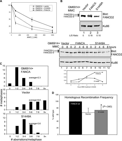Figure 4. FANCA S1449A fails to completely correct FA-associated phenotypes. (A) Results of 3 growth inhibition assays are shown for GM6914 (FA-A) cells expressing wild-type Flag-FANCA, Flag-FANCA (S1449A), or the vector control. (B) Nuclear extracts were prepared from the same cells as in panel A treated with 0.1 μM MMC for 18 hours. Extracts were separated by SDS-PAGE and immunoblotted for FANCD2. Ku86 serves as a loading control. L/S ratios were calculated using densitometric measurements of short and long band intensities. (Bottom panel) The same cells as in panel A were treated with 0.1 μM MMC for the indicated time and then lysed directly in SDS loading buffer, separated by SDS-PAGE, and immunoblotted for FANCD2 and Ku86 as a loading control. L/S ratios were calculated by densitometry and plotted against time of treatment. (C) Histogram plots are shown of chromosomal aberrations seen on metaphase spreads from GM6914 cells as in panels A and B. (D) The frequency of homologous recombination in GM6914 DR-GFP cells expressing wild-type Flag-FANCA, Flag-FANCA S1449A, or the vector control was measured using flow cytometry after HDR-mediated repair of a GFP reporter substrate. Frequency is expressed as a percentage of the level of recombination seen in wild-type FANCA-expressing cells. FANCD2-L indicates long (mono-ubiquitylated) form of FANCD2; FANCD2-S, short (nonubiquitylated) form of FANCD2; and L/S Ratio, long/short ratio.