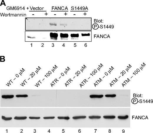 Figure 5. FANCA serine 1449 phosphorylation is dependent on ATR in vivo. (A) GM6914 cells expressing wild-type Flag-FANCA, Flag-FANCA (S1449A), or the vector control were treated with 0.1 μM MMC for 20 hours. At 16 hours, 1 μM wortmannin was added (lanes 2, 4, and 6) for 4 hours. Whole cell lysates were separated by SDS-PAGE and immunoblotted for phospho-FANCA S1449 and total FANCA. (B) Wild-type (GM02188), ATR-Seckel (DK0064), and ATM-deficient (GM01389D) cell lines were treated with 50 nM MMC and the indicated dose of wortmannin for 18 hours before preparation of lysates. Western blotting was performed with the phosphospecific or nonspecific antibodies to FANCA. P-S1449 indicates phosphoserine 1449.