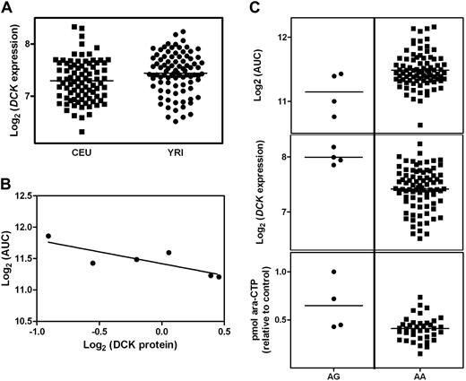 Figure 2. Analysis of DCK expression. (A) Distribution of DCK mRNA expression measured on the Affymetrix GeneChip Human Exon 1.0 ST array in the CEU and YRI cell lines (P = .02). (B) Association between level of DCK protein expression and log2 AUC in a subset of YRI cell lines (r2 = 0.69, P = .04). (C) Association between DCK SNP genotype and log2 AUC (P = .02), DCK expression levels (P = .003), and intracellular ara-CTP (P = .003).