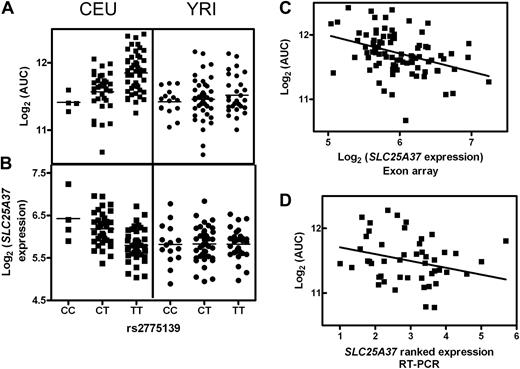 Figure 5. rs2775139 and SLC25A37. rs2775139 is variable in both CEU and YRI cell lines. In the CEU cell lines, genotype is associated with both (A) AUC (P = 8 × 10−6) and (B) expression of SLC25A37 (P = 1 × 10−6). Among the YRI cell lines, all genotypes demonstrate similar (A) AUC and (B) SLC25A37 expression. (C) Expression of SLC25A37 and AUC was significantly correlated in the CEU population (r2 = 0.169, P = 7 × 10−4). (D) This association was validated in an independent set of CEU cell lines in which AUC significantly correlated with expression of SLC25A37 (r2 = 0.0817, P = .05).