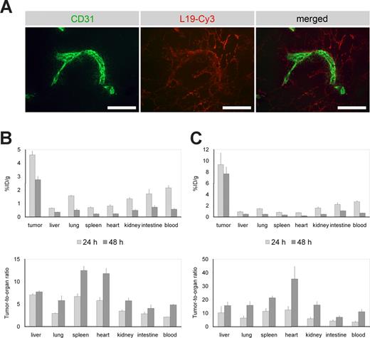 Figure 2. In vivo localization experiments: ex vivo immunofluorescence and quantitative biodistribution studies. (A) Mice bearing sc Ramos lymphoma xenografts were injected with SIP(L19), which was chemically labeled with the fluorophore Cy3. The figure shows microscopic images of a lymphoma section 24 hours after injection, confirming the antibody localization around tumor vascular structures (red, Cy3-labeled L19; green, ex vivo immunofluorescence staining of CD31). Scale bars, 100 μm. Quantitative biodistribution results were obtained 24 and 48 hours after injection of 125I-radiolabeled SIP(L19) into SCID mice bearing sc Ramos xenografts (B) and BALB/c mice bearing systemic A20 syngeneic lymphoma (C). Mean targeting results are expressed as % ID/g (± SE) and tumor-to-organ ratios. Forty-eight hours after injection, a selective accumulation and retention of the antibody in the lymphoma tissue could be observed, with tumor-to-normal organ ratios of up to 12.5:1 and 35:1, respectively.