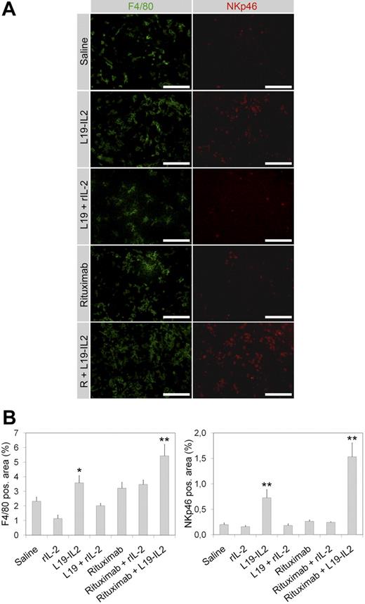 Figure 6. Immunofluorescence analysis of lymphoma-infiltrating effector cells. (A) SCID mice bearing localized Ramos lymphomas were treated with the indicated therapeutics. The figure shows representative fluorescent images of lymphoma sections obtained 24 hours after the second injection and stained for macrophages (green, F4/80) and NK cells (red, NKp46). Scale bars, 100 μm. (B) Lymphoma sections were evaluated for area percentage positive staining. Treatment with L19-IL2, but not with nontargeted rIL-2 or with a mixture of the L19-IL2 components, leads to the recruitment of NK cells and macrophages to the lymphoma site, which is especially evident in mice treated with the combination of rituximab and L19-IL2 (*P < .05; **P < .01; Student t test).