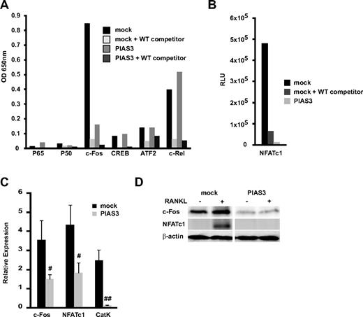 Figure 3. Overexpression of PIAS3 suppresses the expression and transcriptioan activity of c-Fos during RANKL-mediated osteoclastogenesis. (A,B) The whole-cell extracts from both mock- or PIAS3-transduced cells were stimulated with 50 ng/mL RANKL for 24 hours. Thirty micrograms of each cell lysate was used for the DNA binding ELISA assay. RLU, relative luciferase unit. (C) Mock- or PIAS3-transduced RAW264.7 cells were cultured with 50 ng/mL RANKL for 2 days. Total RNA was collected from cultured cells and real-time PCR was performed with primers specific for the indicated genes. (D) Mock- or PIAS3-transduced RAW264.7 cells were cultured with 50 ng/mL RANKL for 24 hours. Cells were harvested and lysates were analyzed by Western blot analysis for the indicated genes. Error bars in all panels represent SD. #P < .05; ##P < .01.