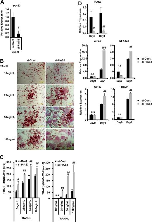 Figure 4. Down-regulation of PIAS3 enhances RANKL-mediated osteoclastogenesis. (A) RAW264.7 cells transfected with 30 nM negative control or PIAS3 siRNA were cultured with 50 ng/mL RANKL for 2 days. Real-time PCR showed that PIAS3 siRNA decreased PIAS3 mRNA by 80%. (B) Analysis of osteoclast differentiation by TRAP staining. RAW264.7 cells were transfected with 30 nM negative control or PIAS3 siRNA and were stimulated by various concentrations of RANKL as indicated. (C) TRAP-positive MNCs having more than 3 and 10 nuclei were separately counted. (D) RAW264.7 cells transfected with negative control or PIAS3 siRNA were cultured with 50 ng/mL RANKL for the indicated times. Total RNA was recovered from cultured cells, and real-time PCR was performed with primers specific for PIAS3, c-Fos, NFATc1, cathepsin K, and TRAP. Error bars in all panels represent SD. #P < .05; ##P < .01; ###P < .001; n.s, not significant.