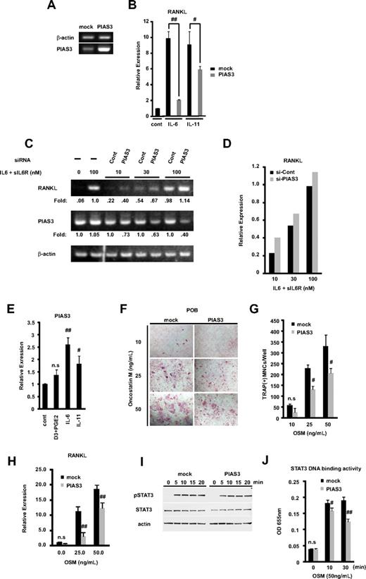 Figure 6. PIAS3 negatively regulates RANKL expression in primary osteoblasts and inhibits osteoclast formation in vitro coculture system. (A) Expression of PIAS3 and β-actin mRNA in mock- or PIAS3-transduced mouse POBs was measured by RT-PCR. (B) Expression of RANKL mRNA in POBs that were stimulated with 100 ng/mL IL-6 and 100 ng/mL sIL-6R, or 20 ng/mL IL-11, was determined by real-time PCR. (C) POBs were transfected with negative control and PIAS3 siRNA. Expression of RANKL and PIAS3 mRNA in POBs that were stimulated by adding graded concentrations of IL-6 and sIL-6R. (D) Densitometric values for each band of panel C were quantified and normalized using ImageJ software. (E) Expression of PIAS3 mRNA in POBs that were stimulated with 1,25(OH)2D3 + PGE2, IL-6 + sIL6R, and IL-11, was determined by real-time PCR. (F) Analysis of osteoclast differentiation by TRAP staining. POBs transduced with mock or PIAS3 were cocultured with WT BMMs for 7 days in the presence of indicated concentration of OSM. Cultured cells were fixed and stained for TRAP. (G) TRAP-positive MNCs having more than 3 nuclei were counted as osteoclast. (H) Expression of RANKL mRNA in mock- or PIAS3-transduced POBs was measured by real-time PCR. (I) Mock- and PIAS3-transduced POBs were incubated with 50 ng/mL OSM for the indicated times. Cells lysates were analyzed by Western blot analysis for the pSTAT3, STAT3, and β-actin. (J) Mock- and PIAS3-transduced POBs were stimulated with 50 ng/mL OSM for 0, 10, and 30 minutes. A total of 60 μg of each cell lysate was used for the STAT3 DNA binding ELISA kit assay. Error bars in all panels represent SD. #P < .05; ##P < .01; n.s, not significant.