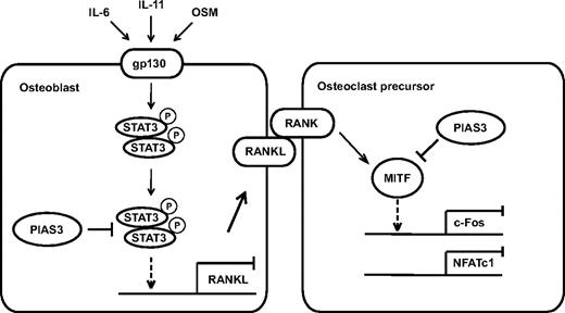 Figure 7. A schematic model of PIAS3 in osteoclastogenesis. In osteoclast precursors, PIAS3 inhibits the transcriptional activity of MITF, resulting in attenuation of the expression of c-Fos and NFATc1. In osteoblasts, PIAS3 inhibits the IL-6 cytokine family-gp130-STAT3 signaling by suppressing the DNA binding activity of STAT3, resulting in attenuation of the RANKL expression and inhibition of osteoclastogenesis.