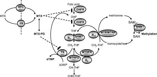 Figure 1. Simplified scheme depicting intracellular metabolism of folates. THF indicates tetrahydrofolate; DHF, dihydrofolate; CH2-THF, methylene-THF; CH3-THF, methyl-THF; SAM, S-adenosylmethionine; SAH, S-adenosylhomocysteine; dTMP, deoxy thymidine monophosphate; dUMP, deoxy uridine monophosphate; TS, thymidylate synthase; MTHFR, methylenetetrahydrofolate reductase; MTHFD, methylenetetrahydrofolate dehydrogenase; MTR, methionine synthase; MTRR, methionine synthase reductase; SHMT, serine-hydroxymethyltransferase; DHFR, dihydrofolate reductase; RFC, reduced folate carrier; FR, folate receptors, and MTG-PG, methotrexate-polyglutamate. Food folate (CH3-THF) and MTX enter the cell by way of FR or the RFC.