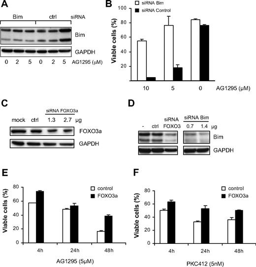 Figure 6. Gene silencing of Bim or FOXO3a by siRNA prevents apoptosis induced by RTK inhibitor. (A,B) FDC-P1/FLT3-ITD cells were transfected by nucleofection with siRNA specific for mouse Bim (0.7μg) or with a control siRNA (pmaxGFP; 1.5 μg). Four hours after transfection, AG1295 was added as indicated. Cells were harvested after 24 hours and analyzed for effects on Bim expression by Western blot analysis (A) or apoptosis after annexin V–FITC/PI staining and flow cytometry (B). Data shown are mean (+ SD) from 3 individual experiments. (C-F) FOXO3a siRNA oligonucleotides were introduced to FDC-P1/FLT3-ITD cells by nucleofection. Cell lysates were prepared after 24 hours for Western blot analysis (n = 2). In separate experiments, the expression of Bim was analyzed by Western blot analysis in cells transfected with pmaxGFP, 1.3 μg FOXO3a, or Bim siRNA (D). The numbers of viable cells were analyzed by annexin V–FITC/PI staining and flow cytometry after treatment with either AG1295 at 5 μM (E) or PKC412 at 5 nM (F) for 24 hours. The inhibitors were added to cells after 4, 24, or 48 hours after transfection. Data represent mean (± SD) from 2 experiments.