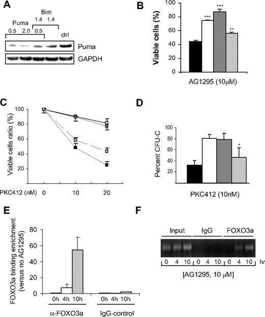Figure 7. Bim is more critical than Puma in apoptotic induction of FLT3-ITD inhibition and is a direct transcriptional target of FOXO3a in FLT3-ITD cells treated with AG1295. (A,B) FDC-P1/FLT3-ITD cells were transfected with siRNA control pmaxGFP (■) or siRNA to Bim (□), Bim + Puma (), or Puma (). Cell lysates were prepared after 24 hours for Western blot analysis of Puma (A). In separate experiments, cells were transfected with siRNA as indicated, and 4 hours after transfection, AG1295 at 10 μM was added. Twenty-four hours later, cells were analyzed for apoptosis by flow cytometry after staining with annexin V–FITC and PI (B). Data shown are mean (± SD) from 1 representative experiment performed in duplicate and repeated twice. **P < .01 (SD over control siRNA); ***P < .001 (SD over control siRNA). (C,D) Wild-type (■), bim−/− (□), bim−/− puma−/− (), or puma−/−() bone marrow–derived Lin− progenitor cells infected with FLT3-ITD were FACS-sorted based on expression of EYFP. After treatment with 10 and 20 nM PKC412, the viability was assessed by flow cytometry after 72 hours in culture and compared with cells cultured without treatment (C). The bone marrow cells were also analyzed for colony formation in the absence of supportive cytokine but treated with 10 nM PKC412. Colony numbers were assessed after 7 days of culture (D). Data are mean (± SD) from 3 experiments. *P < .03 (SD compared with bone marrow–derived colonies from bim−/− mice). (E,F) ChIP-quantitative PCR analysis for FOXO3a binding to the Bim promotor. Sonicated DNA from FDC-P1/FLT3-ITD cells treated with AG1295 at 10 μM for 4 and 10 hours was immunoprecipitated with anti-FOXO3a or control rabbit IgG and amplified by quantitative PCR using primers specific for the Bim promotor. Relative expression of Bim was normalized to the input value and then compared with the corresponding untreated samples. Error bars represent SEM of triplicate reactions from 1 representative analysis of 2 separate experiments performed (E). PCRs were also visualized on 1.5% agarose gels stained with ethidium bromide (F).