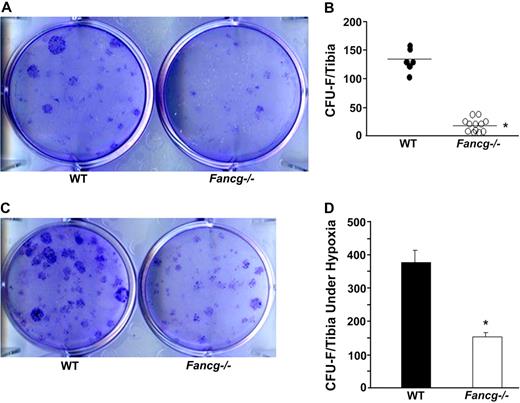 Figure 1. Evaluation of frequency of CFU-F from WT and Fancg−/− MSPCs. (A) A representative photomicrograph of CFU-Fs from WT and Fancg−/− BMMNCs, after staining with the HEMA-3 Quick Staining Kit. (B) Representative data of the quantitative frequency of CFU-Fs per tibia from WT and Fancg−/− mice are shown (*P < .001 for comparison of WT and Fancg−/− BMMNCs). (C) A representative photomicrograph of CFU-Fs from WT and Fancg−/− BMMNCs cultured in hypoxic conditions. (D) Total CFU-Fs per tibia in hypoxia culture condition are shown. *P < .001 comparing Fancg−/− with WT mice. Data are shown as mean ± SE of 5 independent experiments. The photomicrographs in panels A and C were taken (under 10× amplification) with a Nikon TE2000-S microscope (Nikon Instruments, Melville, NY), a QIMAGING camera, and QCapture Pro software (Fryer Company, Cincinnati, OH).