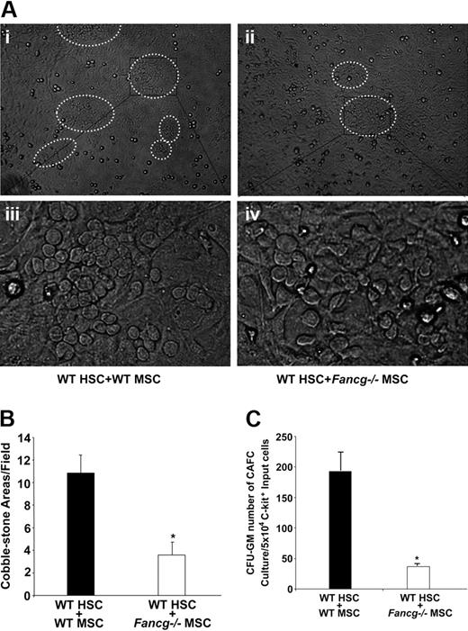 Figure 3. Coculture of WT HPSCs with MSPCs from WT or Fancg −/− mice. (A) Representative photomicroscopy of cobblestone-forming areas after 4-week coculture with WT (i,iii) or Fancg−/− MSPCs (ii,iv). Panels i and ii were taken under ×10, panels iii and iv under ×40 magnification. (B) Quantitative evaluation of the number of cobblestone-forming areas per low-power field. *P < .01 for comparison of cobblestone areas in Fancg−/− coculture versus WT coculture. (C) After 4-week coculture of WT HSPCs with WT or Fancg−/− MSPCs, the cells were harvested, and CFU-C assays were performed. The results shown are from 5 independent experiments. *P < .01 for comparison of WT HSPC/WT MSPC coculture with WT HSPCs-Fancg−/− MSPC coculture. Error bars represent mean (± SE).