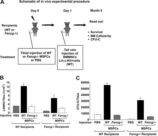 Figure 4. Effect of MSPCs on the reconstitution of hematopoiesis. (A) Schematic shows the in vivo experimental procedure. (B) Number of BMMNCs per tibia 5 months after transplantation; *P < .001 for comparison of mice injected with WT MSPCs versus PBS or Fancg−/− MSPCs. (C) CFU-Cs per tibia; *P < .001 for comparison of mice injected with WT MSPCs versus PBS or Fancg−/− MSPCs. *P < .01 for comparing recipients injected with WT MSPCs versus PBS or Fancg−/− MSPCs. Data represent mean (± SE) of CFU-GMs from 5 mice in each group.