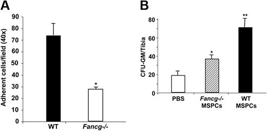 Figure 5. Adhesion of WT HSPCs on MSPCs and homing of WT BMMNCs to the BM cavity. (A) WT Lin−c-kit+ cells (2 × 105) were added into each well preloaded with 105 cells/well WT or Fancg−/− MSPCs in 24-well plates. Adherent cells were counted under the phase contract microscope. Data are shown as mean (± SE) from 6 individual experiments (*P < .001 for Fancg−/− vs WT cells). (B) CFU-Cs from the tibia of Fancg−/− recipients after lethally irradiation and 106 BMMNCs injection with or without MSPC injection. □ indicates the PBS injection; ▨, Fancg−/− MSPC injection; and ■, the WT MSPC injection. *P < .05 for comparison of Fancg−/− MSPCs versus PBS injection, **P < .01 for comparison of WT MSPCs versus Fancg−/− MSPCs and PBS injection. The data show the mean (± SD) of 1 representative experiment of 3 independent experiments with similar results.