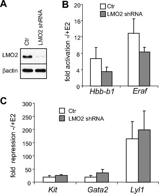 Figure 7. LMO2 is required for activation but not repression of GATA-1–regulated genes. (A) Anti-LMO2 Western blot of nuclear extracts from Bcl-XL–expressing G1E-ER4 cells transduced with vector producing an shRNA against LMO2 or empty vector (ctr). β-Actin served as loading control. (B,C) Cells were treated with estradiol (E2) for 24 hours and mRNA levels of indicated genes were determined by real-time RT-PCR. Results were normalized to Gapdh mRNA and plotted as fold change compared with untreated cells. The data are the averages of 4 independent experiments. Error bars represent SD.