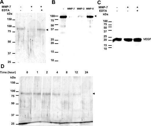 Figure 1. MMP-7 degrades human recombinant sVEGFR-1 but not VEGF. (A) Human recombinant sVEGFR-1 was incubated with MMP-7 in the presence or absence of the MMP inhibitor EDTA. The digestion products were analyzed by SDS-PAGE and silver staining. ▶ indicates the full-length recombinant sVEGFR-1 (96 kDa). (B) Human recombinant sVEGFR-1 was incubated with MMP-7, -2, or -9 and analyzed by SDS-PAGE and Western blotting. sVEGFR-1 was detected by an antibody directed against the extracellular region of VEGFR-1, which shares identical extracellular domains with sVEGFR-1. ▶ indicates full-length recombinant sVEGFR-1. (C) Human recombinant VEGF165 was incubated with MMP-7 in the presence or absence of EDTA and analyzed by SDS-PAGE and Western blotting. (D) Human recombinant sVEGFR-1 was incubated with MMP-7 at different times and analyzed by SDS-PAGE and silver staining. ▶ indicates the full-length recombinant sVEGFR-1.