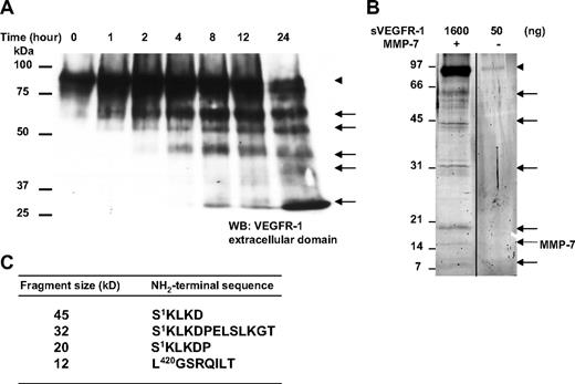Figure 2. Identification of the cleavage sites in sVEGFR-1 by MMP-7. (A) Human recombinant sVEGFR-1 was incubated with MMP-7 at different times in the original buffer to which 0.05% Brij-35 had been added, and analyzed by 7.5% SDS-PAGE and Western blotting. ▶ indicates the full-length recombinant sVEGFR-1 (96 kDa). → indicates the proteolytic fragments of recombinant sVEGFR1. (B) Human recombinant sVEGFR-1 (1.6 μg) was incubated with MMP-7 at a substrate/enzyme molar ratio 2:1 for 24 hours. The digestion products were analyzed by 12% SDS-PAGE and SYPRO Ruby staining. The arrowhead indicates the full-length recombinant sVEGFR-1 (96 kDa). → indicates the degradation products of sVEGFR-1. → represents MMP-7, whose mobility in SDS-PAGE in our condition was identical to the sample of full-length MMP-7 alone and whose sequence started from Tyr1 of the active form of MMP-7 according to the NH2-terminal sequence analysis (data not shown). (C) The estimated molecular mass and NH2-terminal sequence of the proteolytic products of sVEGFR-1 observed in this study. The degradation samples (total of 3.6 μg sVEGFR-1 and 375 ng MMP-7) were subjected to 12% SDS-PAGE followed by transferring to PVDF membrane for SYPRO Ruby staining. The N-terminal amino acid sequences of the visualized bands were analyzed.