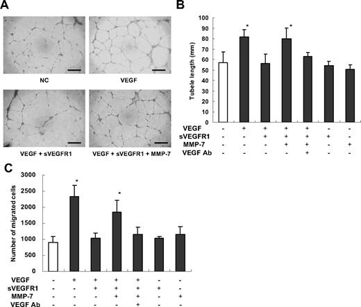 Figure 4. MMP-7 reactivates sVEGFR-1-inactivated VEGF in angiogenesis assays. (A) Microscopic photographs of the HUVEC network formation in the tube formation assay. NC indicates incubation of HUVECs with MCDB131 medium with 0.1% BSA in the assay. VEGF indicates the medium containing 20 ng/mL VEGF. VEGF + sVEGFR-1 indicates the medium with VEGF and sVEGFR-1 incubated for 24 hours before being added to HUVECs. VEGF + sVEGFR-1 + MMP-7 indicates the medium with VEGF and sVEGFR-1 incubated for 24 hours followed by incubation with MMP-7 for 24 hours before being added to HUVECs. Bars represent 500 μm. (B) Quantification of tube length in the tube formation assay. *P < .01, n = 4. (C) Quantification of HUVECs that migrated in the migration assay. *P < .01, n = 3.