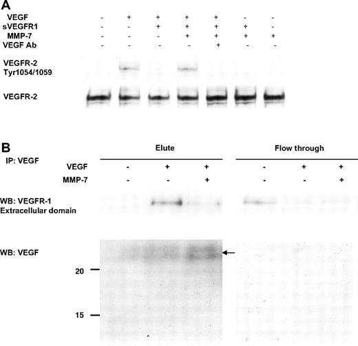 Figure 5. VEGF eludes sVEGFR-1 and access endothelial cells in the presence of MMP-7. (A) Phosphorylation of VEGFR-2 after treatment of HUVECs with VEGF + sVEGFR-1 + MMP-7. sVEGFR-1 (91.4 ng/mL) was incubated with MMP-7 (28.6 ng/mL) for 48 hours, with VEGF (20 ng/mL) overnight, and with anti-VEGF antibody for 30 minutes. The sample solutions were added to HUVECs for 5 minutes, and the treated cells were analyzed by Western blotting with antibody against phospho-VEGFR-2 (Tyr1054/1059). The total amount of VEGFR-2 was also measured. (B) Coimmunoprecipitation assay of exogenous VEGF and endothelial sVEGFR-1. Recombinant VEGF165 was added to the supernatant of HUVECs for 24 hours, and the supernatant was incubated with MMP-7 for 24 hours and then immunoprecipitated with anti-VEGF antibody. The precipitated proteins and unbound supernatant fluids were analyzed for sVEGFR-1 and VEGF by Western blotting.