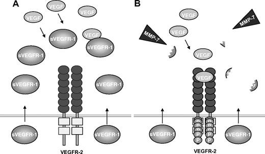 Figure 6. Model of VEGF regulation by sVEGFR-1 and MMP-7 around endothelial cells. (A) Human endothelial cells secrete sVEGFR-1 and block the access of VEGF to its receptor in the normal state. (B) MMP-7 liberates VEGF by degradation of sVEGFR-1. This initiates VEGF-dependent angiogenesis, which leads to a shift toward a proangiogenic state.