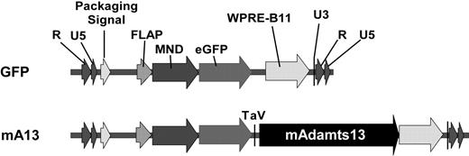 Figure 1. Schematic representation of lentiviral vectors encoding full-length murine Adamts13 and eGFP reporter genes. Murine full-length ADAMTS13 (encoding amino acid residues 1-1426, mAdamts13) and enhanced green fluorescent protein (eGFP) were cloned into a self-inactivating HIV-1–based vector ZHK to form ZHK-MND-eGFP-Tav3-mAdamts13 (mA13) and ZHK-MND-GFP (GFP). These vectors contain a modified myeloid proliferative sarcoma virus (MND) promoter, an eGFP reporter gene, and Tav sequence. The rev response element (RRE) and the Woodchuck hepatitis virus posttranscriptional regulatory element (WPRE), enhancing expression of the transgene, are indicated above the schematic vector structures.