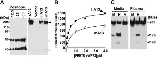 Figure 2. Characterization of murine Adamts13 cDNA. (A) Western blotting determined recombinant murine ADAMTS13. The conditioned medium containing murine (mA13) or human (hA13) ADAMTS13 or vector alone (Vector) was separated under denatured and reduced conditions on 8% SDS polyacrylamide gel electrophoresis (PAGE) and blotted with anti-V5 IgG. The controls include purified V5-tagged reference protein (Positope) (12.5, 25, and 50 ng/lane) and purified recombinant human ADAMTS13 (rAD13) as a positive control. The closed arrowhead indicates full-length murine and human ADAMTS13 proteins (∼195 kDa), whereas the open arrowhead and star indicate the intact and C-terminal fragment of the reference protein. (B) Kinetic analysis of murine (mA13, open circle) and human (hA13, closed circle) ADAMTS13 by FRETS-vWF73 at various concentrations. (C) Proteolytic cleavage of purified human VWF by conditioned medium or plasma containing murine (M) or human (H) ADAMTS13. The medium obtained from vector-transfected cells (V) or assay buffer (−) was used as controls. The proteolytic cleavage products were determined by Western blot with rabbit anti-VWF IgG that preferentially bound C-terminal portion of VWF (176K).