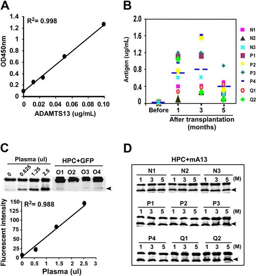 Figure 4. ADAMTS13 antigen and proteolytic activity in murine plasma. (A) Calibration curve using diluted wild-type murine plasma (0, 1:80, 1:40, 1:20, and 1:10) that corresponds to 0, 0.0125, 0.025, 0.05, and 0.10 μg/mL ADAMTS13 antigen as shown in the x-axis. (B) Plasma levels of ADAMTS13 antigen in various mice at 1, 3, and 5 months after transplantation compared with those in mice without transplantation (Pre). N1 through Q2 represent difference mice. (C) Cleavage of GST-vWF73 by wild-type murine plasma (0, 0.25, 1.25, and 2.5 μL) and by plasmas (5 μL, each) from recipient mice at 1 month of posttransplantation with HPCs transduced with the vector encoding GFP alone (HPC + GFP, lanes O1-O4) as negative controls (top). A representative calibration curve is shown (the fluorescence intensity against μL of murine plasma added; bottom). (D) Cleavage of GST-vWF73 by murine plasma (5 μL) at 1, 3, and 5 months after transplantation of HPCs transduced with the vector encoding GFP-mAdamts13 (N1-N3, P1-P4, and Q1-Q2). Arrowhead indicates the cleavage product of 34.4 kDa.