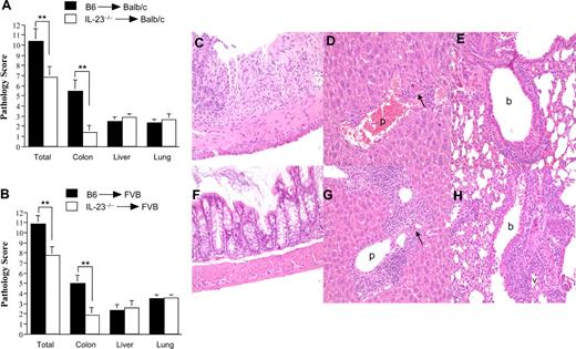 Figure 3. Attenuation of GVHD severity is attributable to the preferential reduction of pathologic damage in the colon. Lethally irradiated Balb/c (900 cGy) (A) or FVB (1000 cGy) (B) mice were transplanted with B6 BM (10 × 106) plus spleen cells (■) or IL-23−/− BM (10 × 106) and spleen cells (□) adjusted to yield an equivalent number of mature T cells. Mice were killed 20 to 29 days after transplantation, and GVHD target tissues (colon, liver, and lung) were examined for pathologic damage using a semiquantitative scoring system as detailed in “Histologic analysis.” Data are presented as the mean (± SEM) and are the cumulative results from 3 (n = 14-15/group for Balb/c) or 4 (n = 16-19 for FVB) experiments. **P < .01. (C-H) Histology of colon (C,F), liver (D,G), and lung (E,H) from representative FVB recipients 20 to 29 days after transplantation with B6 BM and spleen cells (C-E) or IL-23 BM and spleen cells (F-H). Colon in panel C shows ulceration of the mucosal surface, extensive crypt cell destruction, and goblet cell depletion, while colon in panel F has normal appearing mucosa with no inflammatory infiltration and preserved goblet cell content. Livers in panels D and G both show infiltration in the portal triads with mononuclear and granulocytic cells (p), endothelialitis and hepatocellular apoptosis (arrows). Lungs in panels E and H demonstrate peribronchial (b) and perivascular (v) cuffing attributable to mononuclear and granulocytic cells along with associated interstitial inflammation.