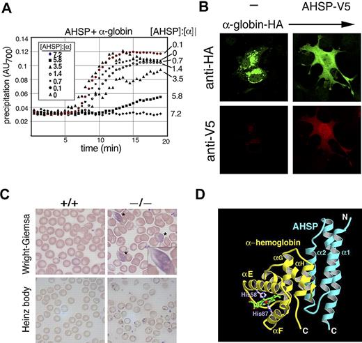 Figure 1. Biologic and biochemical features of AHSP, a molecular chaperone for a globin. (A) AHSP prevents oxidant-induced α hemoglobin precipitation in solution. Recombinant human AHSP was preincubated with purified oxygenated (oxy) α globin at the indicated molar ratios for 60 minutes. Potassium ferricyanide (50 μM final concentration) was added at time 0 to induce heme oxidation. Protein precipitation was monitored by light scattering at 700 nm. Reproduced from Kihm et al.97 (B) AHSP-α hemoglobin interactions in mammalian cells. COS cells expressing HA-α hemoglobin and V5-AHSP, either separately or in combination, were stained with antibodies against V5 and HA and analyzed by indirect immunofluorescence. Original magnification ×400. Reproduced from Kihm et al.97 (C) Ahsp−/− erythrocytes exhibit abnormal morphology and hemoglobin precipitates (Heinz bodies). Wright-Giemsa stains of mutant erythrocytes (top panels) show morphologic abnormalities and inclusion bodies, designated by * and magnified in the inset. Heinz body stain, which detects denatured globin chains (bottom panels), is positive in Ahsp−/− cells. Photographs were taken using an Axioskop 2 microscope equipped with an Axiocam digital camera (Carl Zeiss). Images were processed using Axiovision Product Suite (Carl Zeiss) and Photoshop (Adobe, San Jose, CA). Original magnifications: panel B, 1000×; panel C, 400×. From Kong et al.98 (D) Structure of oxidized (FeIII) holo α globin bound to AHSP. α globin and AHSP are colored yellow and blue, respectively. The heme group is shown in green and His58 and His87 are in purple. The α globin heme iron (red sphere) is in a bis-histidyl conformation, bound by His58 and His87 (shown in purple). Adapted from Feng et al.102
