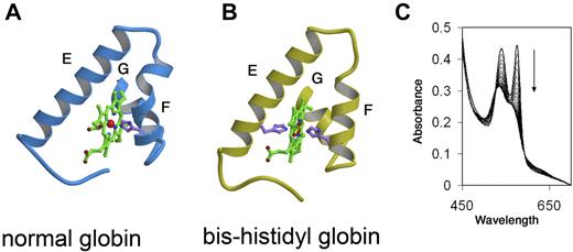 Figure 2. AHSP-induced alterations to the heme pocket and iron coordination of αHb. (A) The heme pocket of normal globin subunits, including oxy αHb. Helices E and F, which line the distal and proximal aspects of the planar heme structure, respectively, are indicated. Residues within helix G, located posteriorly in the diagram, participate in heme binding. Iron is indicated as a small sphere in the center of heme. The proximal HisF8 is shown bound to iron. The distal histidine E7 is not bound to iron and not shown. Oxygen, not shown, binds iron at the distal surface of heme, which is opposed by helix E. (B) The bis-histidyl globin, which is generated in holo α globin-AHSP complex. Helices E and F are distorted and both proximal His F8 and distal His E7 bind the heme iron. (C) Spectrophotometric changes reflecting conversion of AHSP-bound αHb from the oxygenated ferrous form to the ferric bis-histidyl form shown in panel B. The reaction was performed at 37°C. Tracings were recorded every 2 minutes with the direction of change over time indicated by. Adapted from Weiss et al.108
