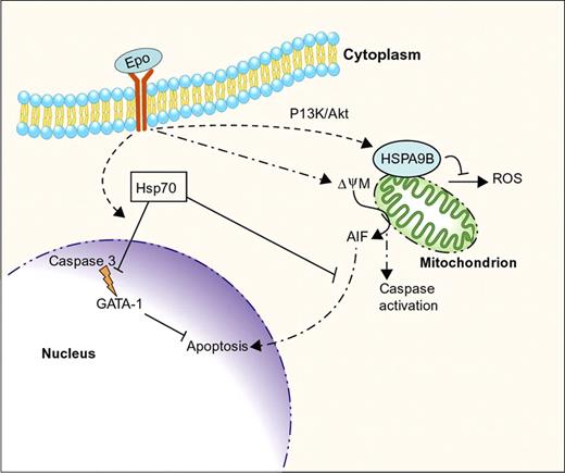 Figure 3. Intersection of erythropoietin signaling, apoptotic pathways, and molecular chaperones during erythropoiesis. Erythropoietin (Epo) promotes erythroblast survival and maturation. Caspase activation, initiated in part through Epo-induced mitochondrial depolarization (ψΔΜ), is essential for erythroid maturation. Hsp70 inhibits apoptosis by binding cytoplasmic apoptosis initiating factor (AIF), inhibiting its accumulation in the nucleus. In addition, Epo signaling causes Hsp70 to translocate to the nucleus and bind the essential transcription factor GATA-1 to inhibit its cleavage by activated caspase 3. Erythropoietin signaling also induces expression of HSPA9B/mortalin, a mitochondrial Hsp70-like protein that inhibits apoptosis, in part by suppressing the production of reactive oxygen species (ROS). Professional illustration by Paulette Dennis.