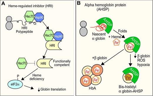 Figure 4. Molecular chaperones and hemoglobin synthesis. (A) Hsp90 and Hsp70 are required for the biogenesis of functional heme regulated inhibitor kinase (HRI), a protein that regulates globin synthesis according to heme availability. In the absence of heme or during other erythroid stresses, HRI phosphorylates translational initiation factor eIF2a, which blocks globin synthesis. Hsc70 may also negatively regulate HRI activity during heme deficiency. (B) Activities of alpha hemoglobin stabilizing protein (AHSP). AHSP binds nascent apo α globin, facilitates its folding, and promotes its incorporation into hemoglobin A (HbA). During β globin deficiency, exposure to ROS or hypoxia, AHSP generates a more stable “bis-histidyl” form of α globin in which the heme iron is oxidized and liganded by 2 histidines within the globin polypeptide (Figure 2). The biologic functions of the AHSP-bis-histidyl α globin complex are unknown. Professional illustration by Paulette Dennis.