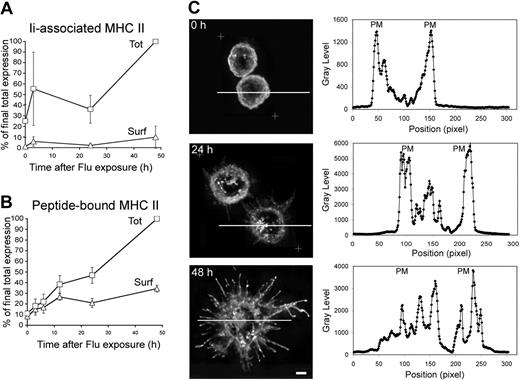 Figure 1. MHC II synthesis and redistribution in pDCs stimulated by flu. (A) Freshly purified (2 × 105) pDCs were stimulated or not with 20 μg/mL flu for different periods of time, as indicated. Levels of expression of αβIi complexes were analyzed by flow cytometry using an Ii chain-specific mAb for surface staining (Surf), or for surface and intracellular staining of permeabilized cells (Tot; “Methods”). (B) Similarly, total and surface levels of expression of peptide-loaded MHC II were estimated by flow cytometry using a mAb specific for peptide-bound MHC II. (A,B) Results shown were obtained from 3 independent donors and normalized taking the “Tot” MFI values obtained at 48 hours as 100%. See Figure S1 for raw data expressed in MFI from a typical experiment. Error bars represent SD. (C) Purified pDCs (105) were stimulated with 20 μg/mL flu for 0, 24, or 48 hours. Cells were fixed and stained for HLA-DR and analyzed by 3-dimensional deconvolution microscopy. Equatorial zones of 3-dimensional reconstructions are presented on the left panels. When present, white crosses delimit the zone of the captured images, which was subjected to the deconvolution process. Representative images of 6 individual donors are presented. On the right panels are displayed the quantification of the fluorescence means by a line scanning the corresponding cell on the left. Scale bar represents 3 μm. PM indicates plasma membrane.