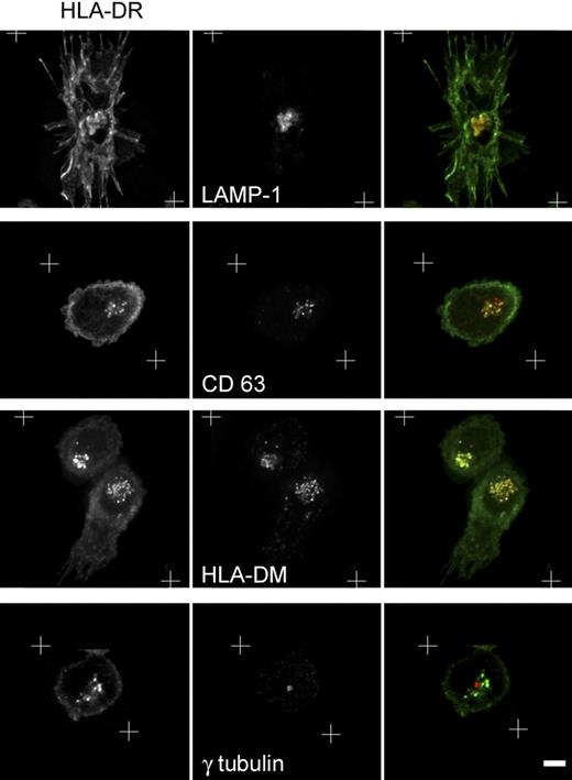 Figure 3. Characterization of the MHC II–containing compartment in activated pDCs. Twenty-four–hour flu-activated pDCs were costained for MHC II and the indicated markers of the endocytic pathway and then analyzed by 3-dimensional deconvolution microscopy. White crosses represent the zone of the captured images, which was subjected to the deconvolution process Equatorial zones of the 3-dimensional reconstruction are presented excepted for the bottom row, where a single plan containing the MTOC is shown. Scale bar represents 3 μm.