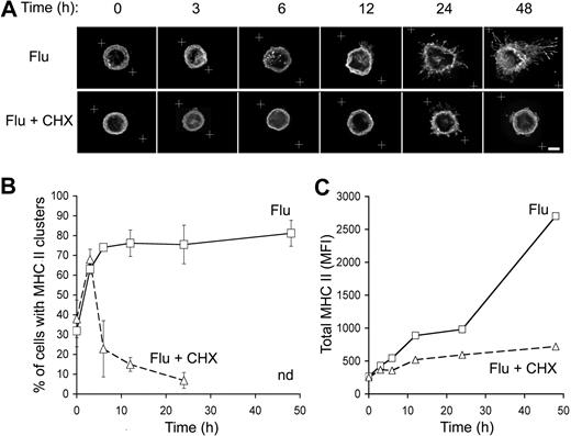 Figure 5. Kinetics of MHC II intracellular pool constitution in flu-stimulated pDCs. (A) Purified pDCs were activated by flu in the presence or the absence of CHX (10 μg/mL) for the indicated periods of time. Then, pDCs were stained for MHC II and analyzed by 3-dimensional deconvolution microscopy. White crosses represent the zone of the captured images, which was subjected to the deconvolution process. Equatorial zones of 3-dimensional reconstructions are presented. Scale bar represents 3 μm. (B) Percentage of pDCs exhibiting an intracellular pool of MHC II as seen in panel A were estimated as described in Figure 2. n.d. indicates not determined because long exposure to CHX affected cell viability. Error bars represent SD. (C) Levels of expression of peptide-bound MHC II by pDCs exposed to flu and treated or not with CHX were determined by flow cytometry as in Figure 1B. Results presented are representative of 3 independent experiments.