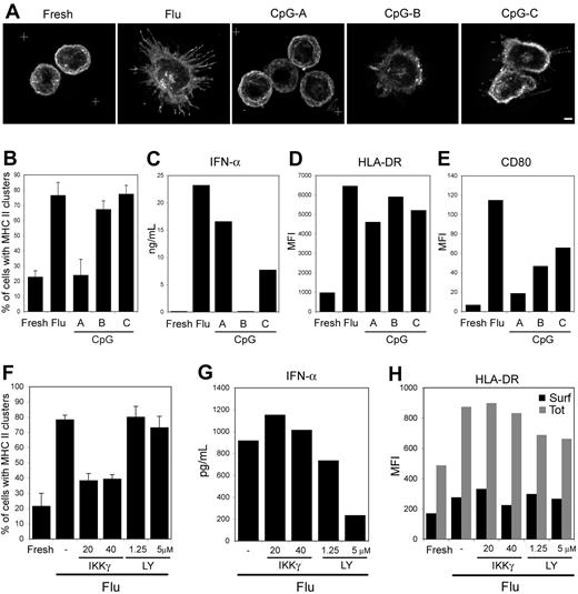 Figure 7. Specificity of the signaling required for acquisition of a dendritic phenotype. pDCs were exposed for 24 hours to the indicated stimulus (A-E) or were preincubated for 1 hour with the IKKγ NBD peptide (IKKγ) or LY294002 (LY), and exposed to flu for 12 hours (F-H). Cells were then stained for HLA-DR and analyzed by 3-dimensional deconvolution microscopy. (A) Typical images (equatorial zone of 3-dimensional reconstruction) for each condition are presented. Scale bar represents 2 μm. (B,F) Quantification of pDCs displaying an intracellular MHC II pool on stimulation. Percentages of pDCs exhibiting an intracellular pool of MHC II were blindly estimated by 2 independent researchers (n = 75-150 cells per time point; 3 different donors). Error bars represent SD. (C,G) Levels of IFN-α produced in the culture supernatants were determined by ELISA. (D,E,H) Surface expression of the indicated markers was estimated by flow cytometry. (H) Surface (■) and total (▩) levels of peptide-loaded MHC II were determined as in Figure 1B. CD86 surface expression in the various cell populations was very similar to the CD80 pattern and therefore is not shown. MFI values of a typical experiment representative of 3 to 4 independent experiments are presented.