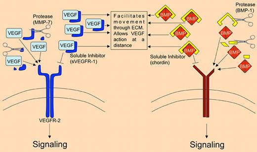 VEGF extracellular signaling inhibition is similar to another tyrosine kinase pathway, BMP. Binding of the sVEGFR-1 inhibits VEGF action and allows movement through the extracellular matrix. VEGF is allowed to signal only after degradation of sVEGFR-1 by MMP-7 (left). This inhibition of signaling is similar to that seen in the BMP extracellular cascade (right).