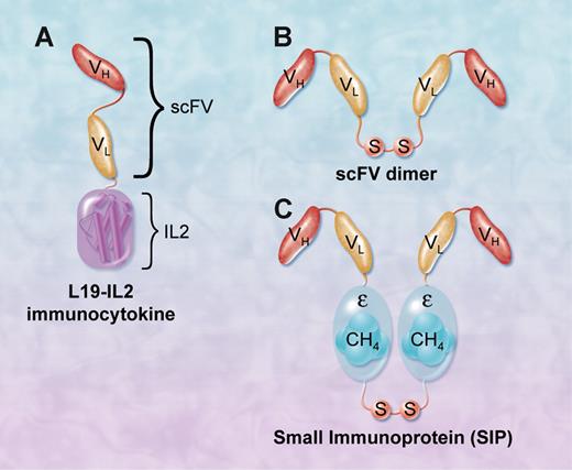 L19 monoclonal antibody derivatives that target ED-B FN. (A) L19-IL2 immunocytokine consists of a single-chain Fv fragment fused to IL-2 molecule. (B) Single-chain Fv dimer. (C) Small immunoprotein (SIP) consists of 2 scFv fragments fused by a CH4 domain of the human IgE, which mediates its homodimerization. SIP can be further conjugated with radioisotopes to deliver radiation to the site of tumors. Professional illustration by A. Y. Chen.