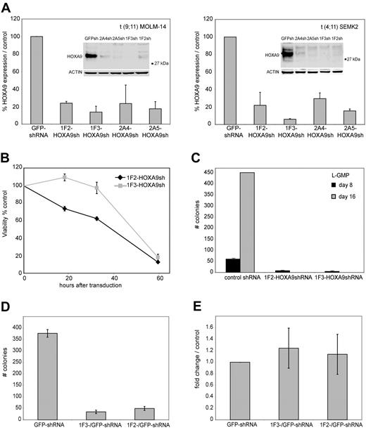 Figure 1. ShRNA-mediated knockdown of HOXA9 expression in human t(9;11) MOLM-14 and t(4;11) SEMK2 cells and murine leukemia stem cells (L-GMP). (A) Quantitative real-time PCR analysis of HOXA9 expression 72 hours after transduction of MOLM-14 and SEMK2 cells with 1 of 4 different HOXA9 shRNA constructs (1F2-HOXA9shRNA, 1F3-HOXA9shRNA, 2A4-HOXA9shRNA, and 2A5-HOXA9shRNA) without puromycin selection. A highly efficient HOXA9 suppression is demonstrated compared with a nontargeting control shRNA directed toward GFP. Western blot analysis 72 hours after transduction confirmed HOXA9 protein knockdown. (B) HoxA9 depletion in highly purified murine leukemia stem cells (L-GMP) resulted in a progressive induction of apoptosis in liquid culture compared with cells transduced with a control shRNA. (C) Analysis of L-GMP colony formation and replating capacity after HoxA9 suppression. Colonies were counted and replated at day 8. A significant decrease in colony number and replating capacity is demonstrated for L-GMPs transduced with HoxA9-directed shRNA without puromycin selection. (D) Analysis of L-GMP colony formation after HOXA9 suppression in a mixed-populations assay. L-GMPs were transduced with 1F2-HOXA9shRNA, 1F3-HOXA9shRNA, or GFP-control shRNA constructs, and populations of HOXA9shRNA or GFP-control shRNA-transduced cells were mixed in a ratio of 9:1 (HOXA9shRNA-transduced cells/GFP-control shRNA-transduced cells) and plated in semisolid medium. The total number of colonies at day 8 is shown for the mixed populations (1F2-HOXA9shRNA/GFP-control-shRNA; 1F3-HOXA9shRNA/GFP-control-shRNA) and the controls containing only GFP-control shRNA-transduced cells. (E) Quantitative real-time PCR further demonstrated similar HOXA9 expression in colonies that arose from the mixed HOXA9shRNA/GFP-control shRNA populations and controls containing only GFP-control shRNA-transduced cells (day 8).